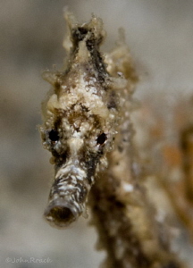 Juv. Hippocampus 3/4 inch long.   He was there on one div... by John Roach 